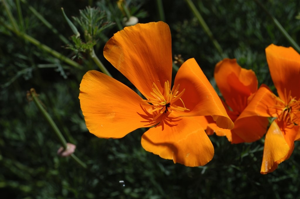 AF Nikkor 35-80mm F4-5.6D (ブラック)』 クチコミ掲示板 - 価格.com