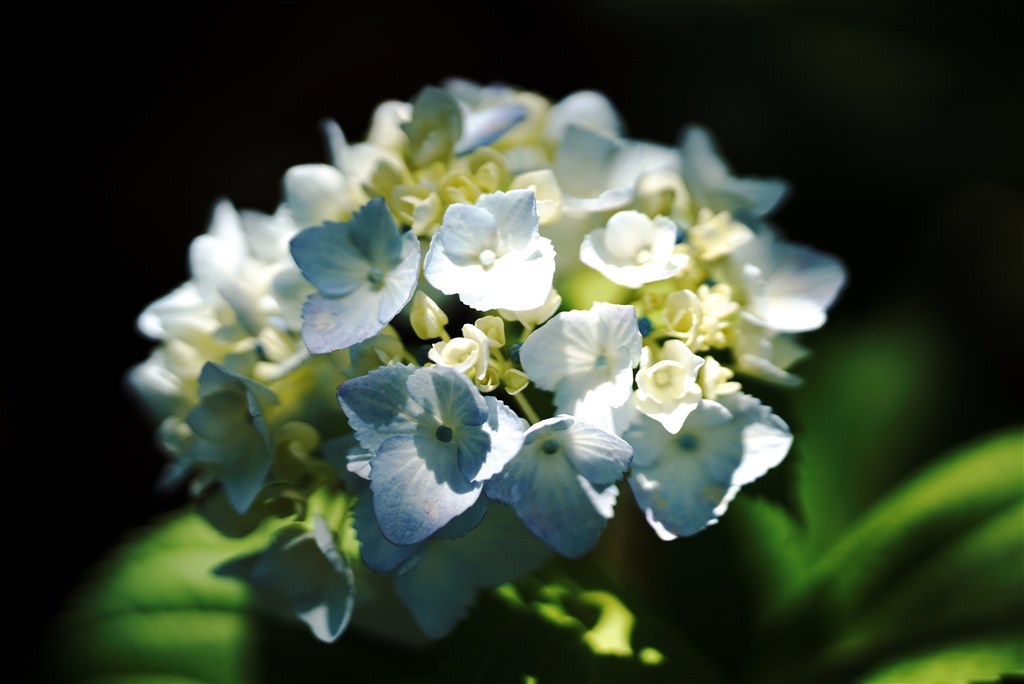 撮影しました』 SONY FE 135mm F1.8 GM SEL135F18GM のクチコミ掲示板