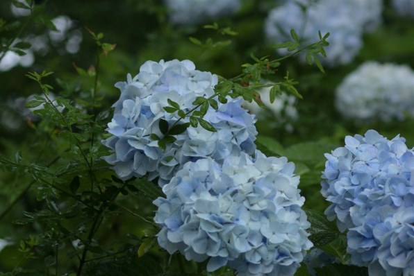 【極上品】作例有 NIKKOR AF MICRO 105mm F2.8 D Ai AF Micro Nikkor 105mm F2.8Dで撮影された写真 | 写真検索