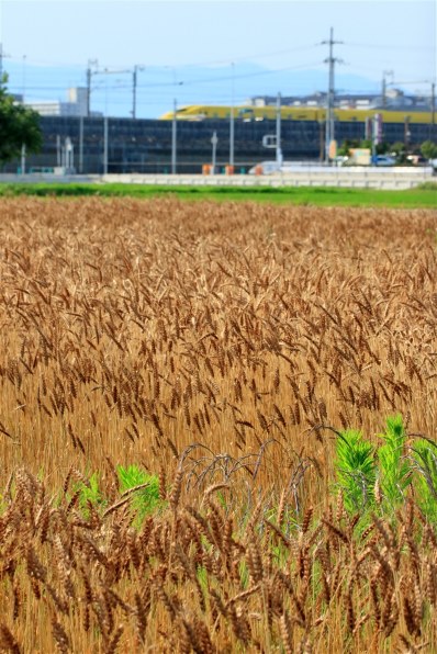 CANON EF100-300mm F5.6Lで撮影された写真 - 価格.com