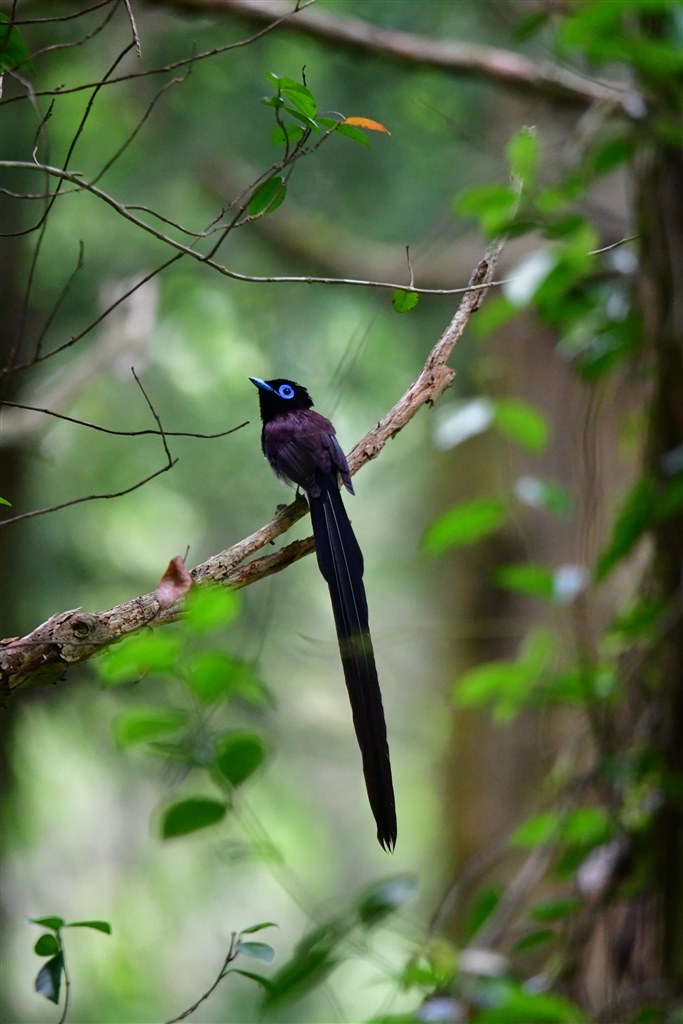 野鳥撮影に！sigma 150-600mm Sports EF キャノン用 野鳥撮影に！sigma