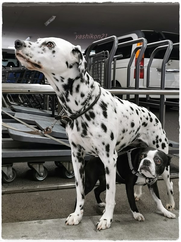 犬撮影用カメラのおすすめ 万ぐらいまで クチコミ掲示板 価格 Com