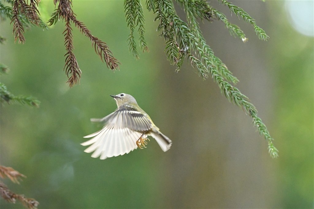 空をイメージする鳥 オオコウモリ - Wikipedia