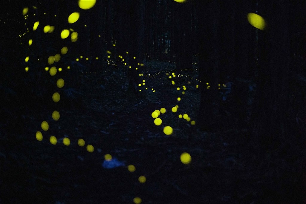 暗所でピントがずれてくる』 CANON EF50mm F1.8 STM のクチコミ 暗所でピントがずれてくる』 CANON EF50mm F1.8 STM のクチコミ