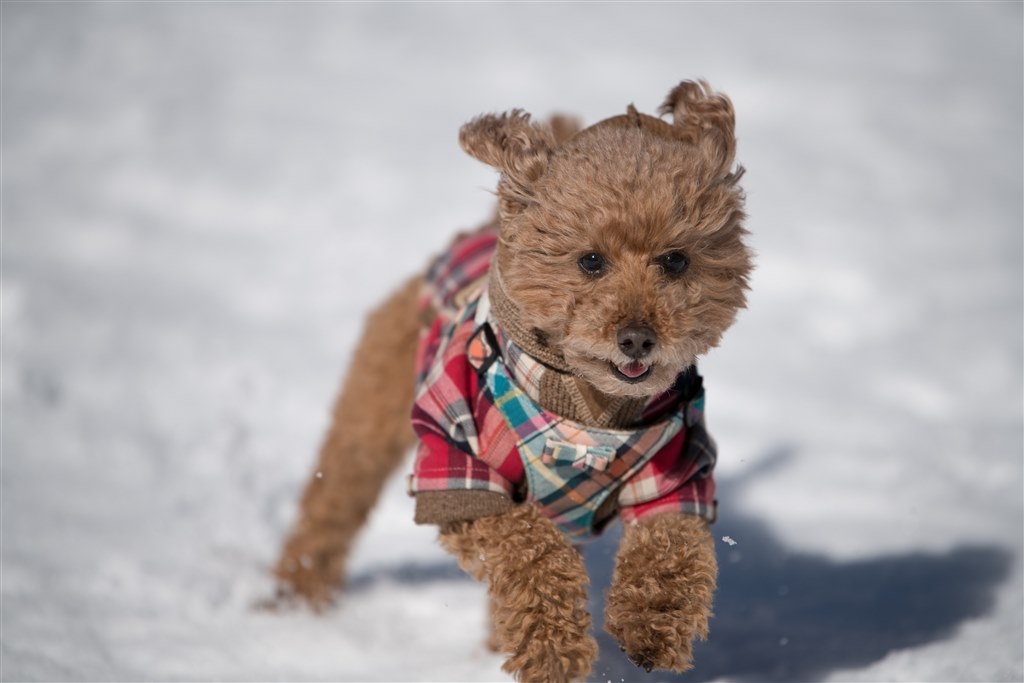 D90の買い替え 走る犬撮りに最適なミラーレスは クチコミ掲示板 価格 Com