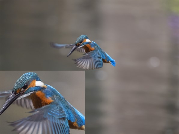 カワセミ静止画、羽毛がべたっとしてしてる』 オリンパス M.ZUIKO
