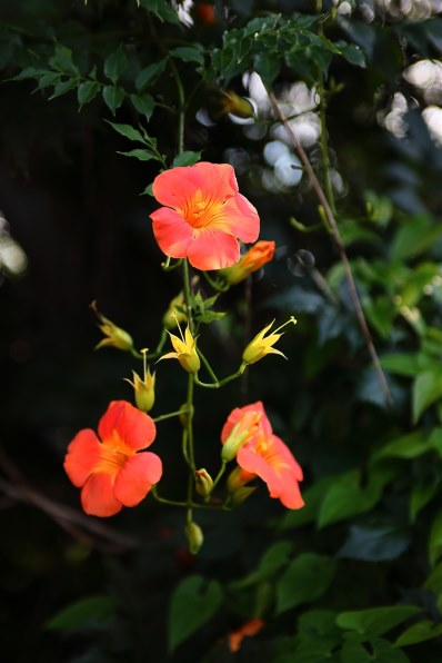 EF 28-70F2.8L USM 作例あり CANON EF28-70mm F2.8L USM レビュー評価・評判 - 価格.com