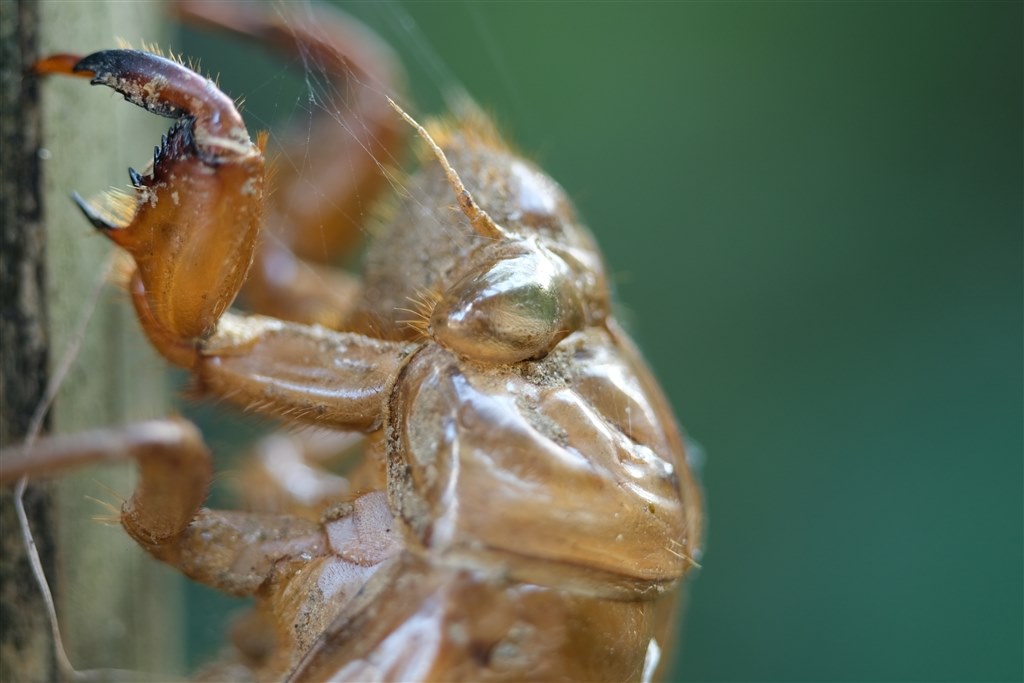 このレンズの２代目が出てますね』 七工匠 7Artisans 60mm F2.8 Macro