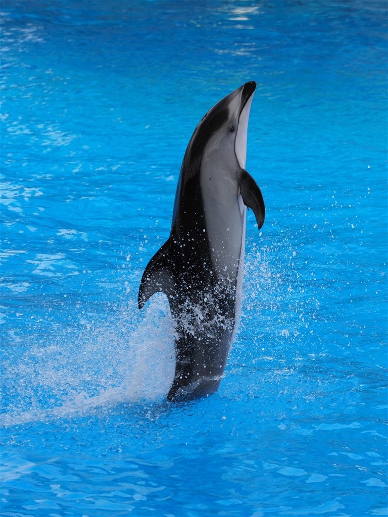 水族館での撮影のためのカメラ選び クチコミ掲示板 価格 Com