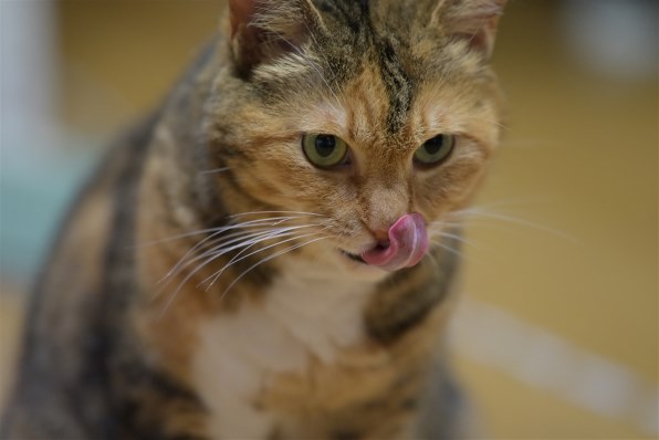 TECHART TZE-01 価格比較 - 価格.com