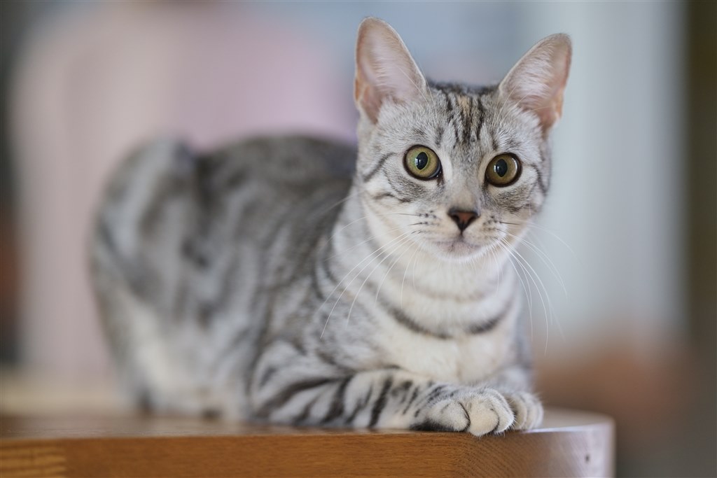 α6600とα7cで迷っています。』 SONY α7C ILCE-7CL ズームレンズキット