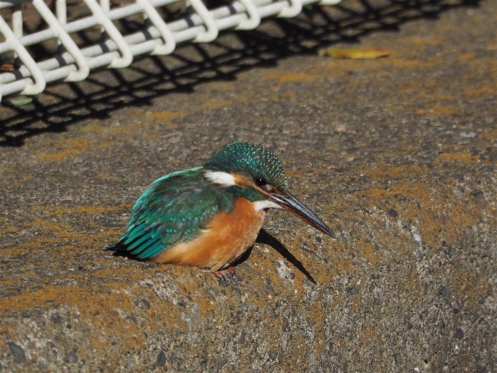 望遠をパワーアップさせたい』 オリンパス M.ZUIKO DIGITAL ED 75  