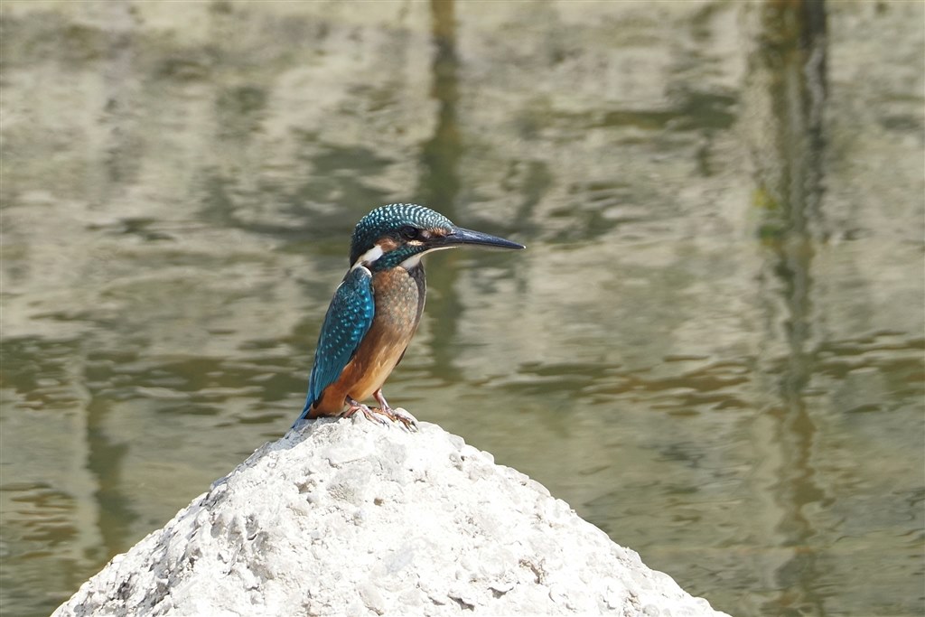 望遠をパワーアップさせたい』 オリンパス M.ZUIKO DIGITAL ED 75  