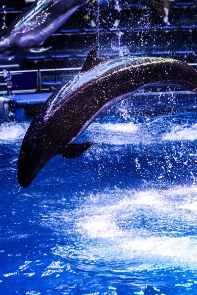 Kissm2 ｂ Canon Eos Kiss M2 ボディ のクチコミ掲示板 価格 Com