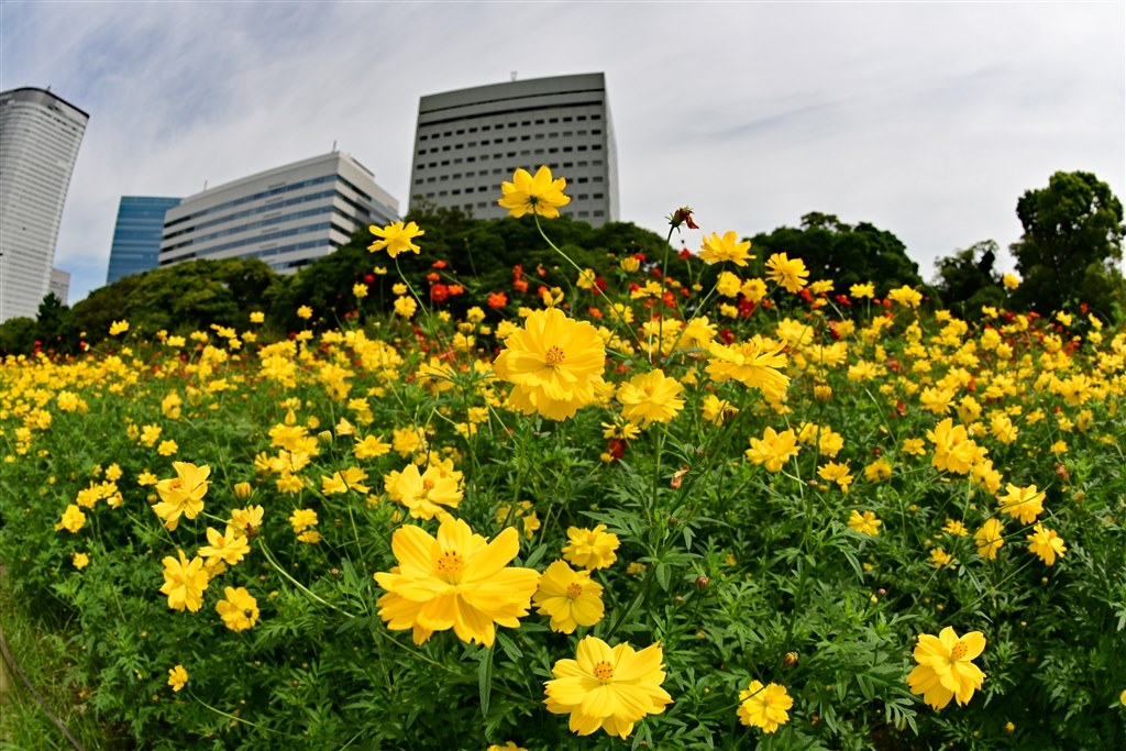 買ってみました』 シグマ 8-16mm F4.5-5.6 DC HSM (ニコン用) の 買ってみました』 シグマ 8-16mm F4.5-5.6 DC HSM (ニコン用) の