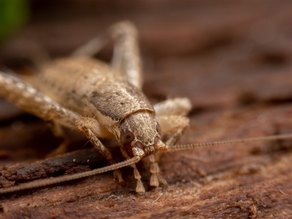 オリンパス ズイコーデジタル 35mm F3.5 Macroで撮影された写真 - 価格.com