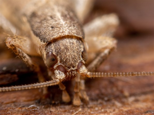 オリンパス ズイコーデジタル 35mm F3.5 Macroで撮影された写真 - 価格.com