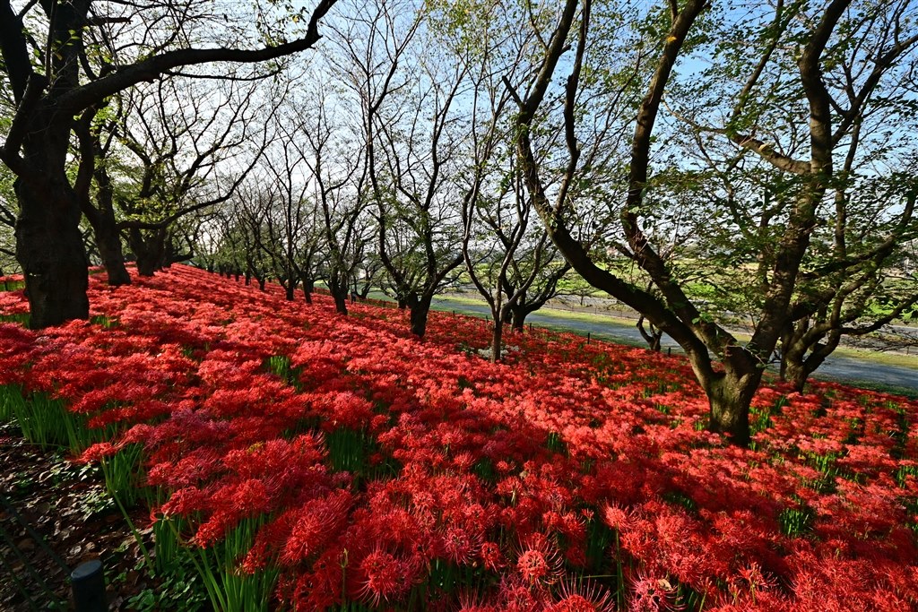 買ってみました』 シグマ 8-16mm F4.5-5.6 DC HSM (ニコン用) の
