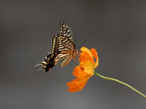 山雀が騒ぎサシバが渡る時節の花鳥風月をCOOLPIXで張り逃げ 
