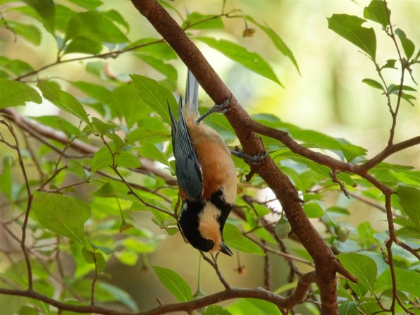 山雀が騒ぎサシバが渡る時節の花鳥風月をCOOLPIXで張り逃げ 
