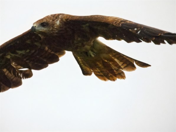 フライマテリアルサシバ鷹ほぼ1匹分