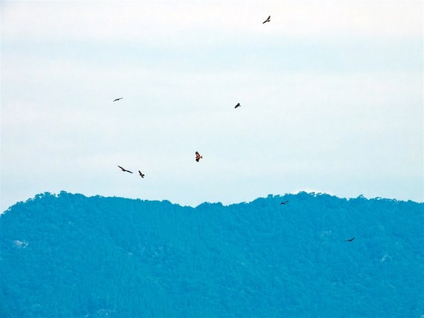 山雀が騒ぎサシバが渡る時節の花鳥風月をCOOLPIXで張り逃げ 