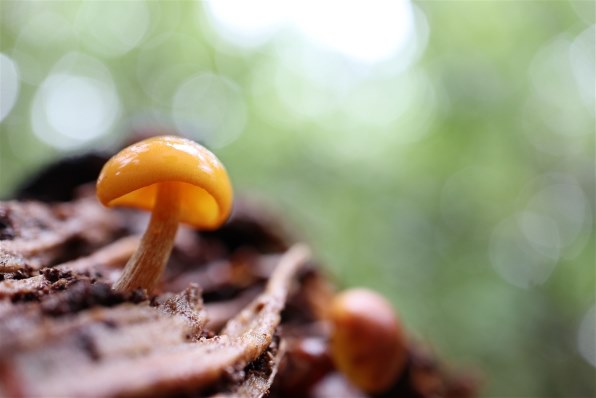 ef-m28mm f3.5 マクロ is stm Amazon | Canon マクロレンズ EF-M28mm F3.5 IS STM ミラーレス一眼