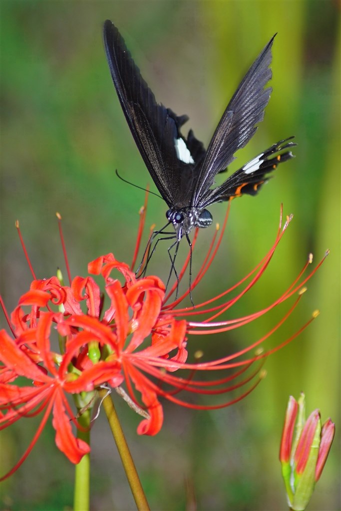 マクロ性能についてです』 オリンパス OLYMPUS Tough TG-6 のクチコミ