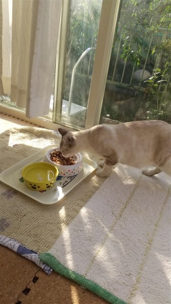 猫なんでも掲示板のクチコミ - 価格.com