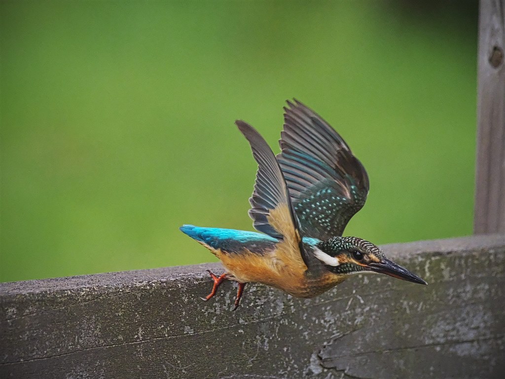 カワセミの飛翔撮影に関する設定について』 オリンパス M.ZUIKO カワセミの飛翔撮影に関する設定について』 オリンパス M.ZUIKO