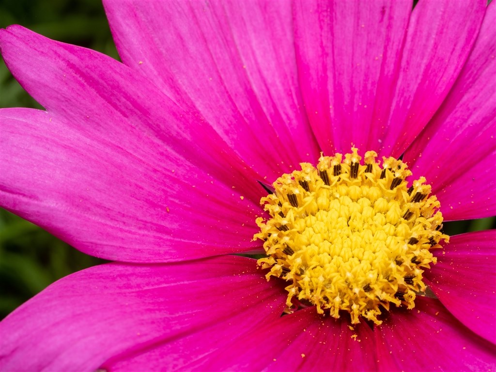 コスパのいいマクロレンズ』 銘匠光学 TTArtisan 40mm f/2.8 MACRO C 