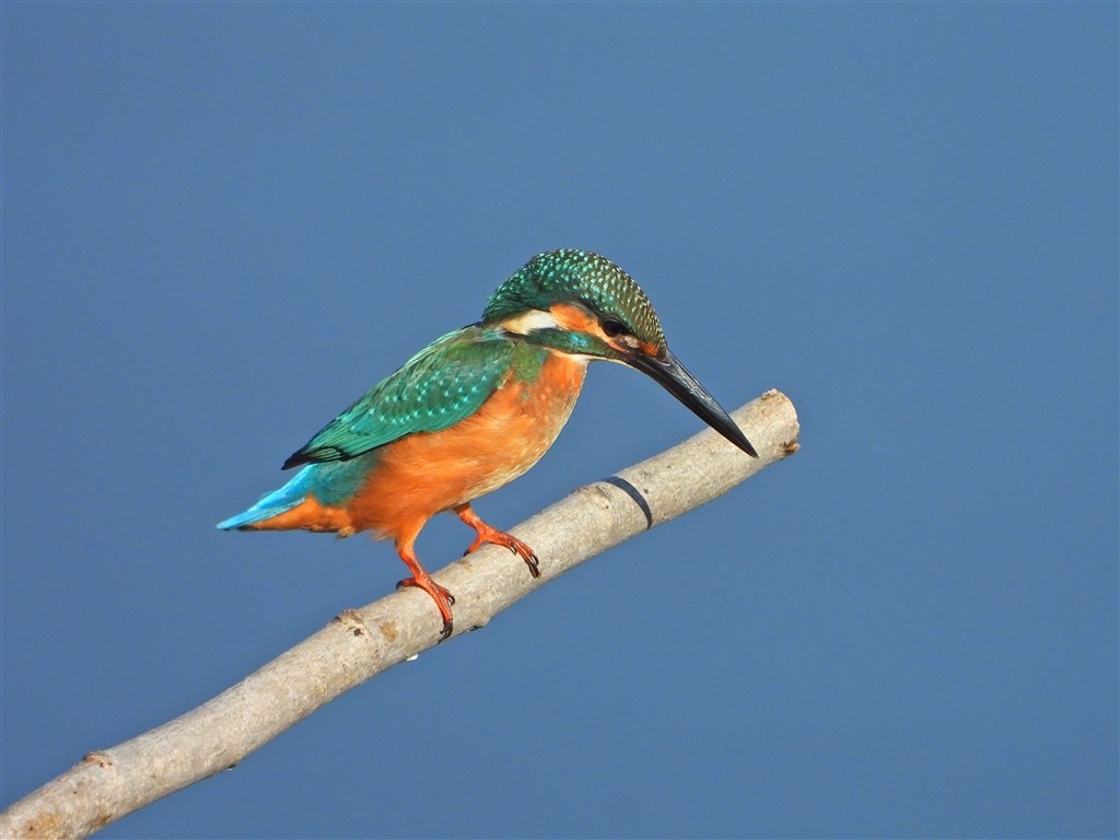 霜月～師走の花鳥風月をCOOLPIXで張り逃げ～ その20（令和3年