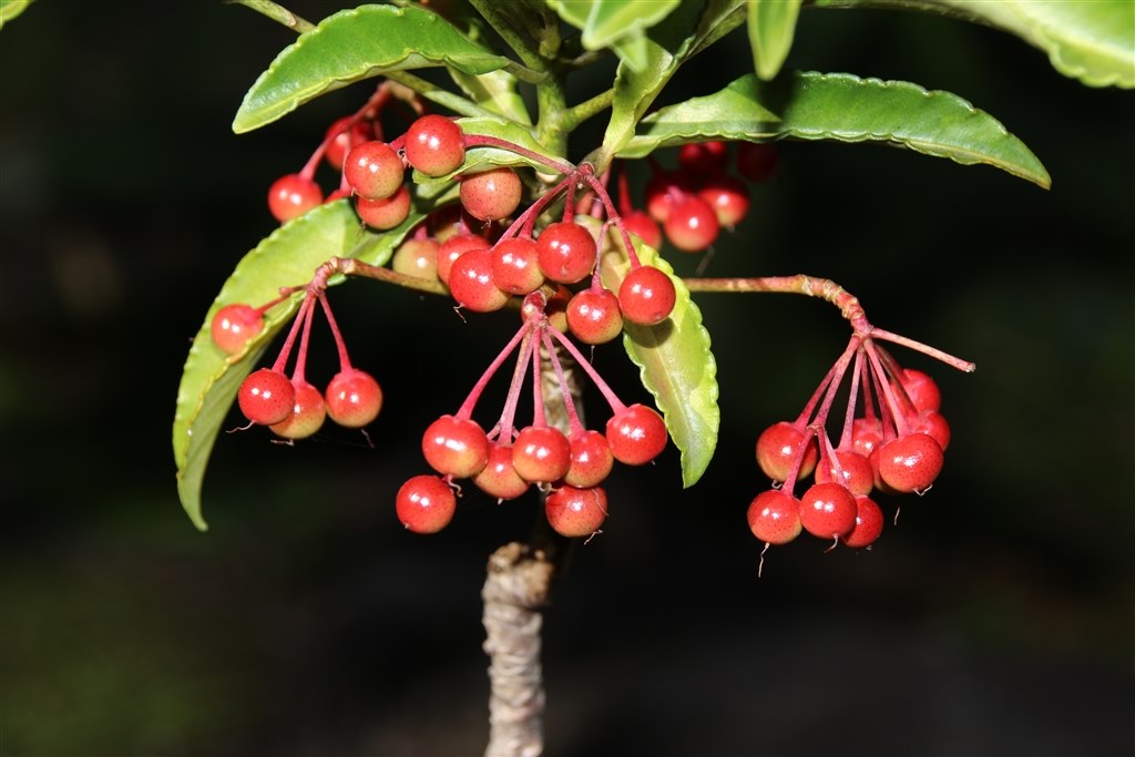 紅葉と日本庭園を撮る』 CANON EOS Kiss X7i ボディ のクチコミ掲示板