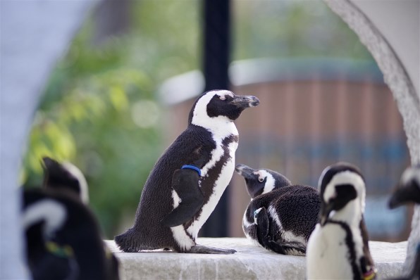 ペンタックス FA☆300mmF2.8ED[IF]のクチコミ - 価格.com