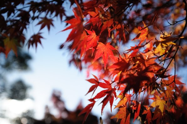 レンズ(ズーム) AI AF-S Zoom-Nikkor 17-35mm f/2.8D IF-ED AI AF-S Zoom-Nikkor 17-35mm f/2.8D IF-ED - 概要 | NIKKOR