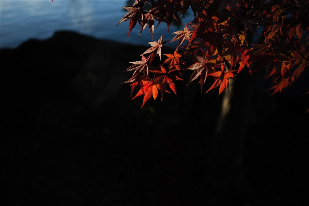 期待を裏切られた』 ニコン AI AF-S Zoom-Nikkor 17-35mm f