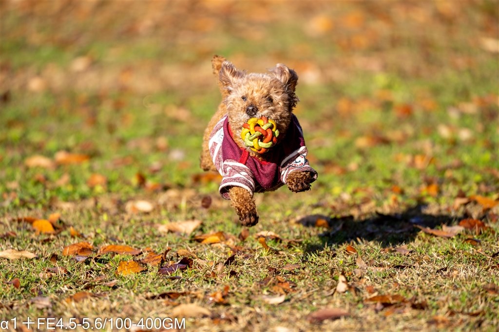 訳アリ【特価】10コマ連写❤️SONY α65❤️ 動体撮影に最強 訳アリ【特価】10コマ連写❤️SONY α65❤️ 動体撮影に最強 ニコン