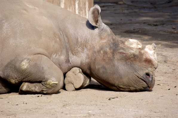 Sony A350 Dslr A350 ボディ 価格比較 価格 Com