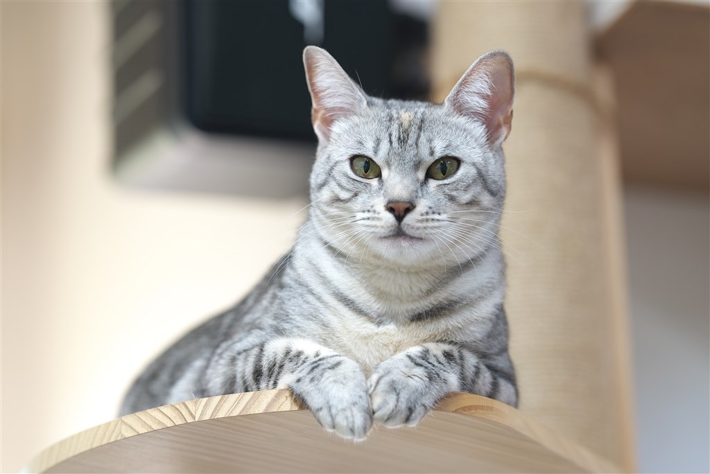 シグマ105mm F2.8 と悩む・・・』 SONY FE 90mm F2.8 Macro G シグマ105mm F2.8 と悩む・・・』 SONY FE 90mm F2.8 Macro G