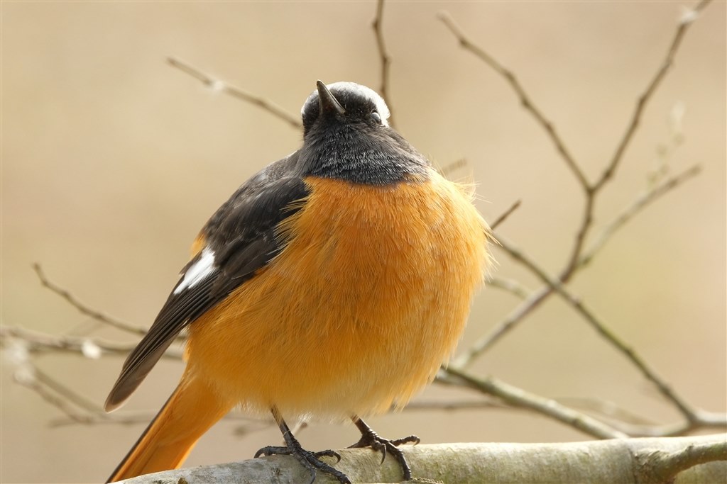 野鳥撮影 2』 富士フイルム FUJIFILM X-S10 ボディ のクチコミ