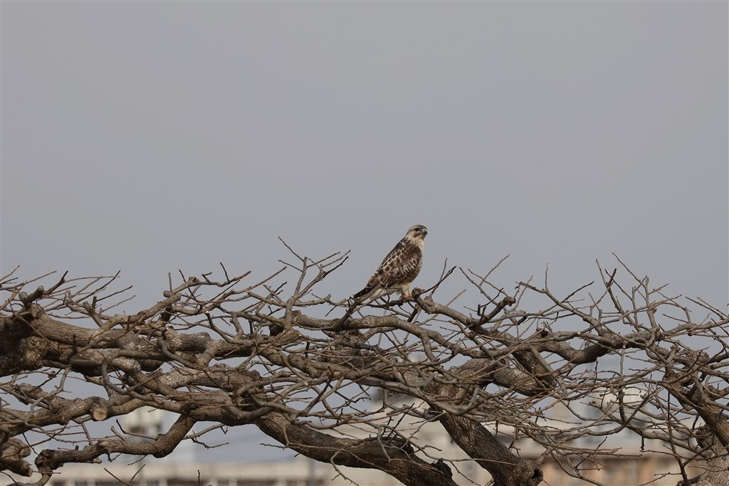 軽量・安価で良いですねぇ』 CANON RF100-400mm F5.6-8 IS USM の