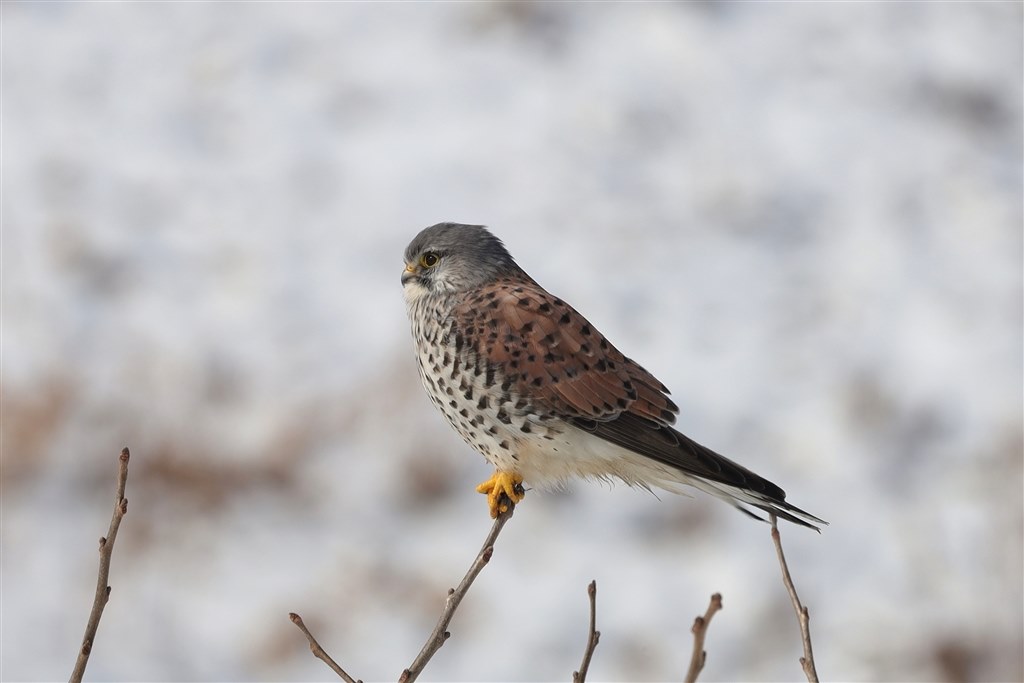 軽量・安価で良いですねぇ』 CANON RF100-400mm F5.6-8 IS USM の