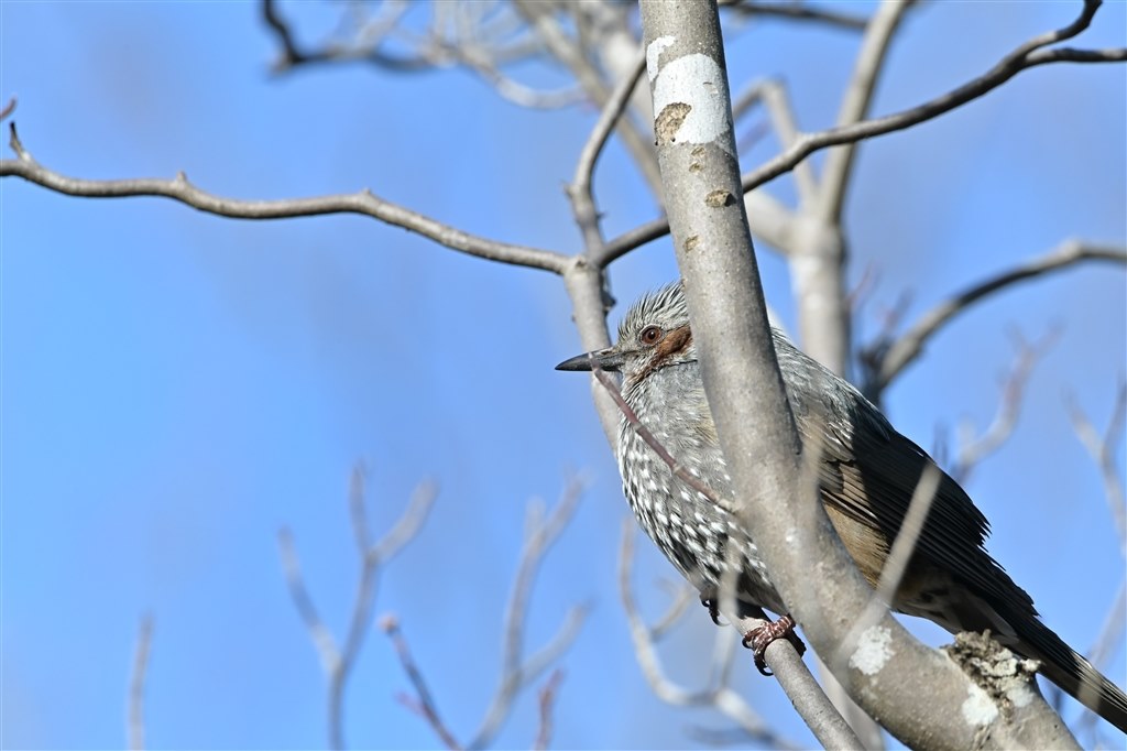 D850 での野鳥撮影での購入を考えています』 シグマ 150-600mm
