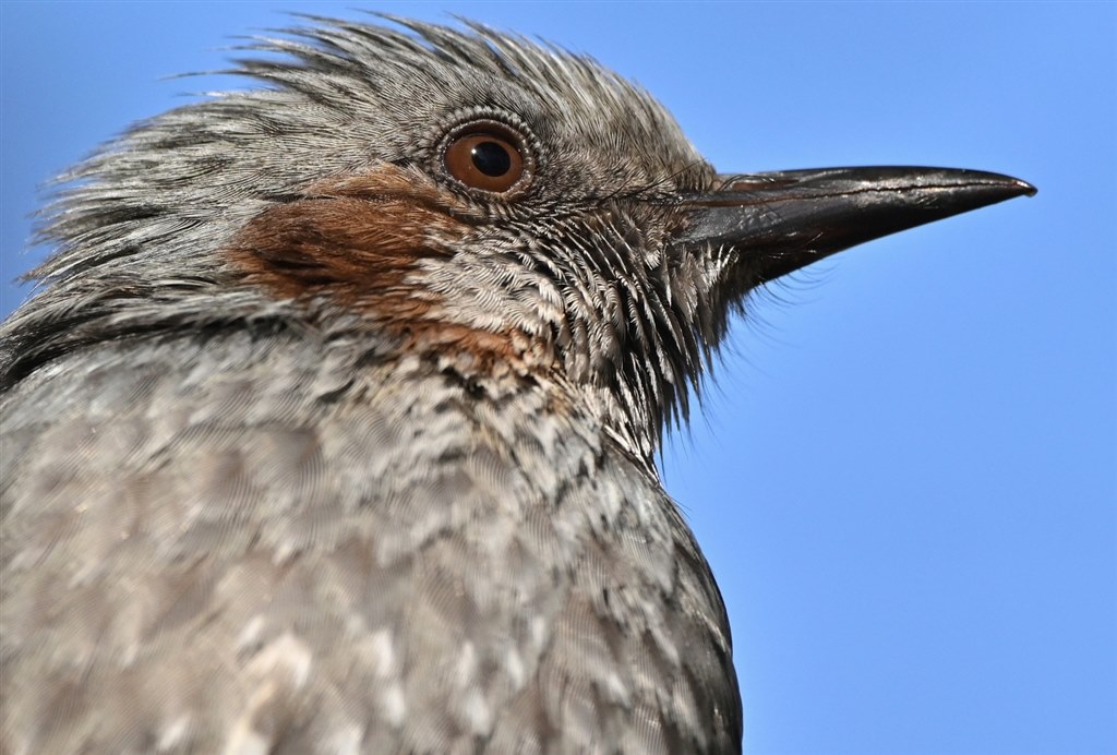 奇跡の極上品ニコンFアイレベ白ルボディー7440339 奇跡の極上品ニコンF