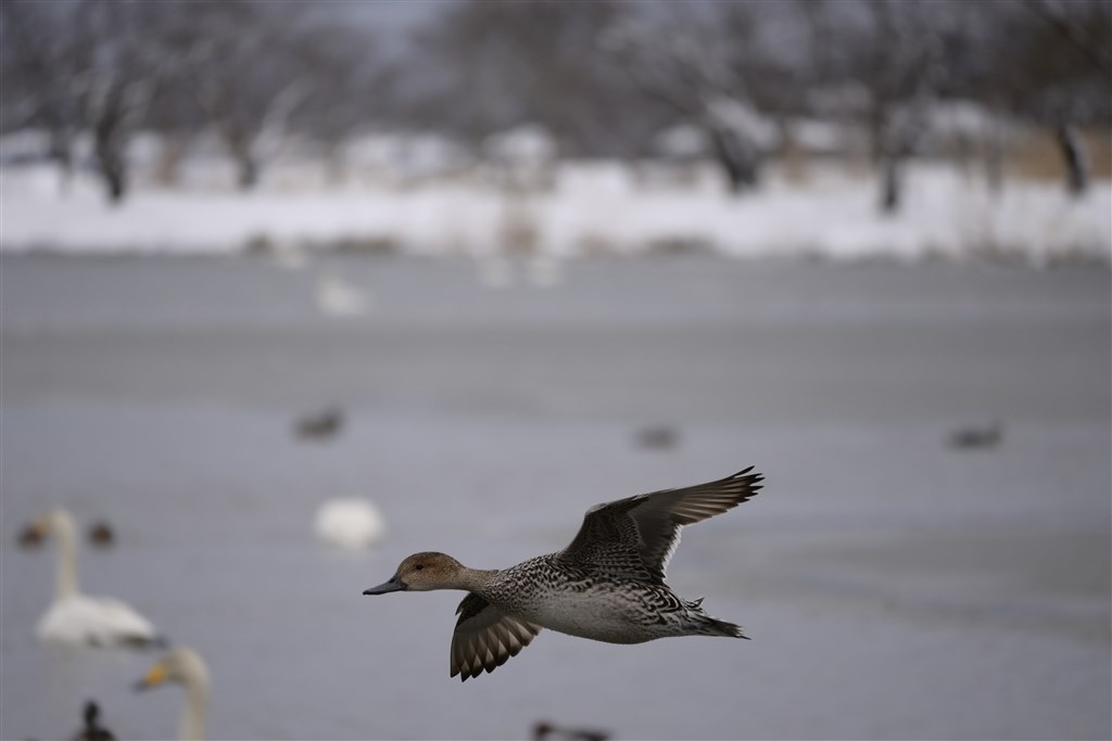 鳥を撮ってみました』 ニコン NIKKOR Z DX 50-250mm f/4.5-6.3 VR の