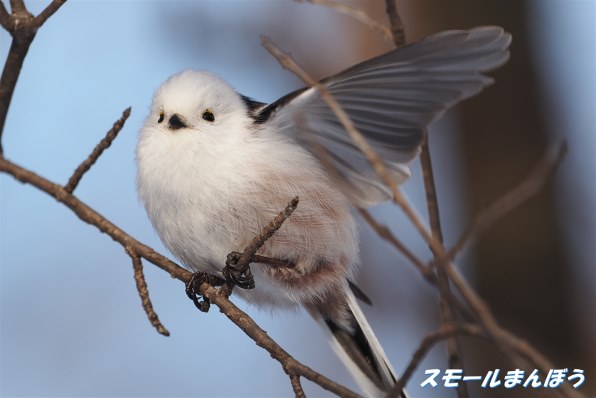 写真作例 色いろいろ Part277 2022年春の足音聞こえますか