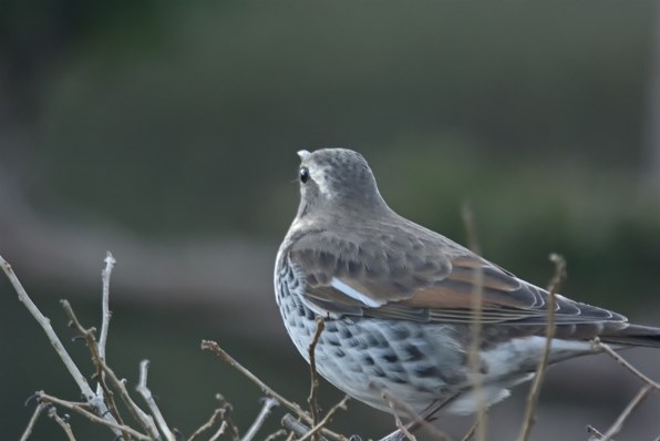 ニコン AI AF-S Nikkor 300mm f/4D IF-ED [ライトグレー]で撮影された