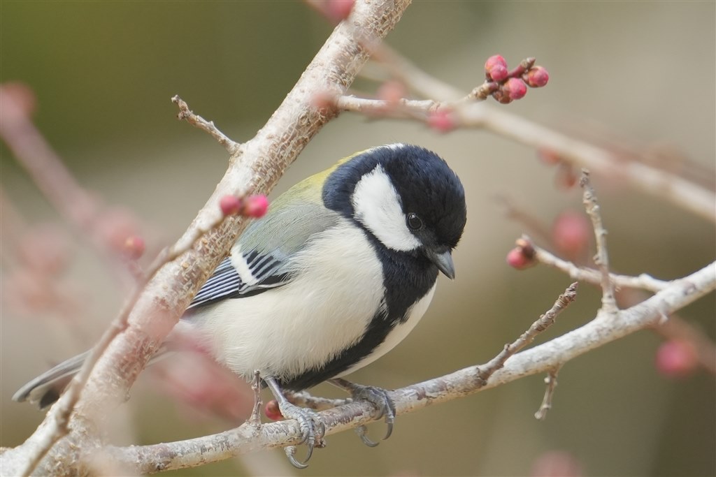野鳥です。 sddefault.jpg