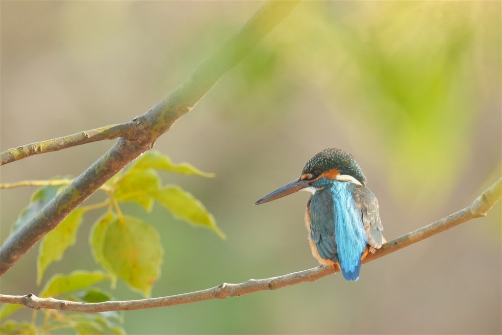 野鳥です。 sddefault.jpg