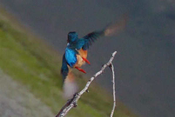 カワセミ】LUMIX DC-G9 「V-LogL」撮影可能アップグレード カワセミ